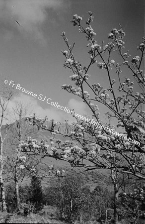 FLOWERING TREE VIEWED AGAINST SKY